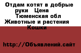 Отдам котят в добрые руки › Цена ­ 50 - Тюменская обл. Животные и растения » Кошки   